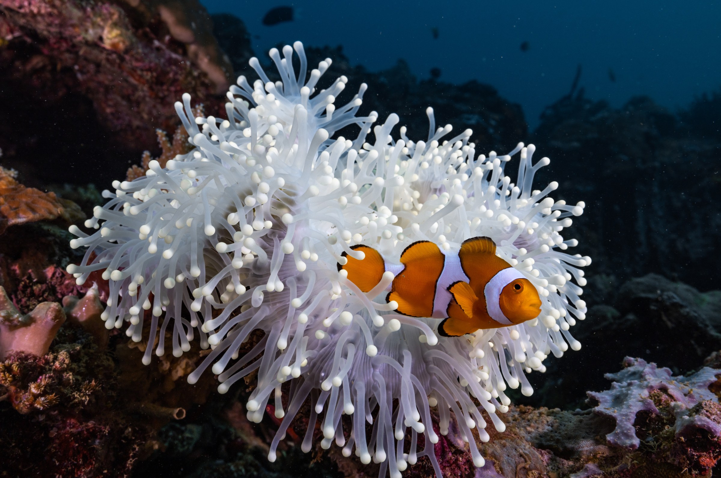 An extreme ocean heat wave did something remarkable to these fish