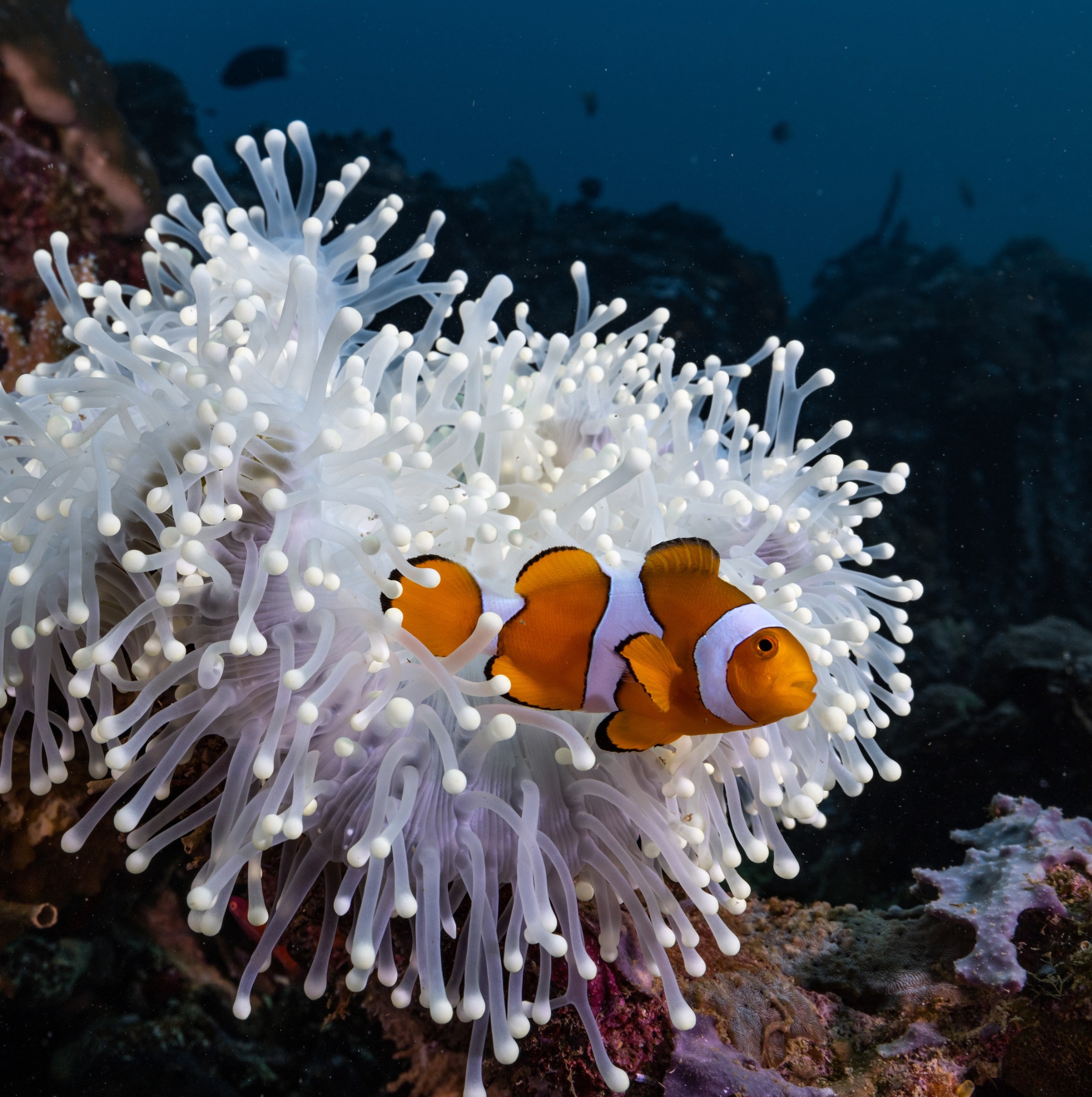 An extreme ocean heat wave did something remarkable to these fish