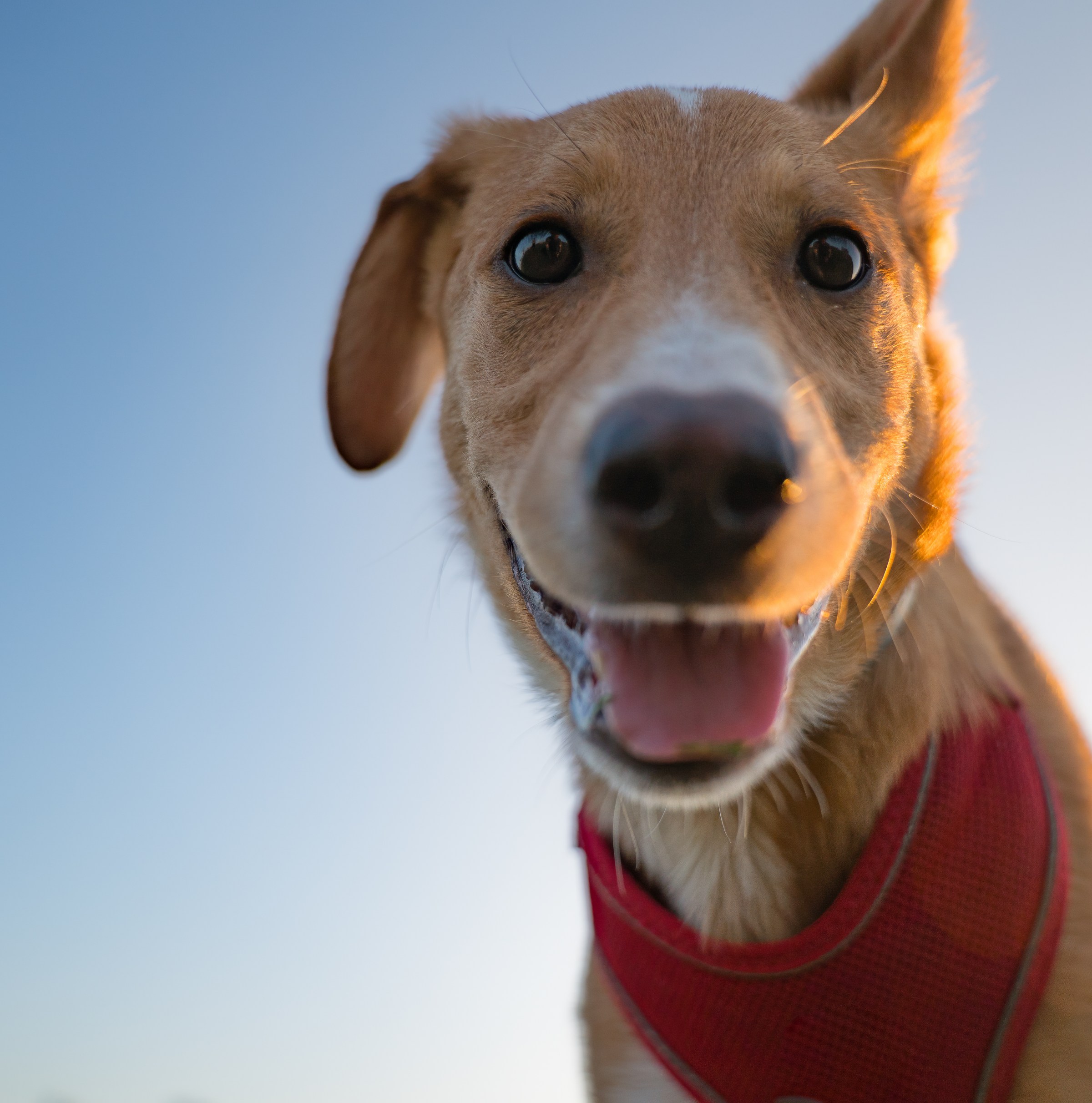 Can we ever understand our dogs?