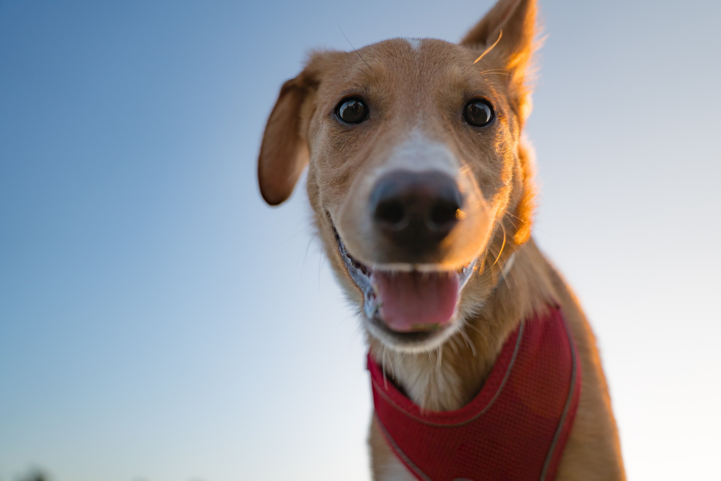 Can we ever understand our dogs?