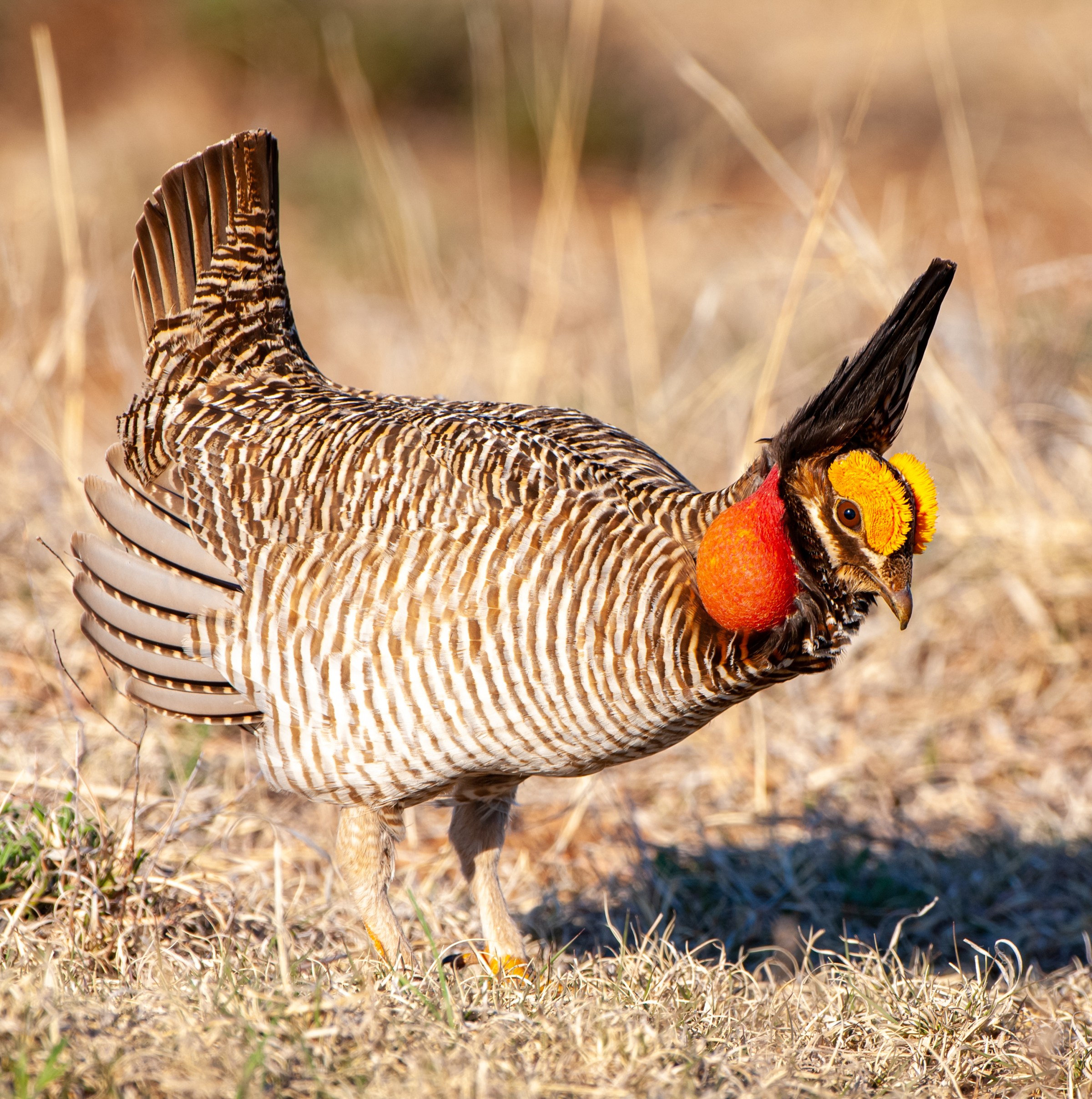 Trump officials are trying to yank this animal’s last shot at survival