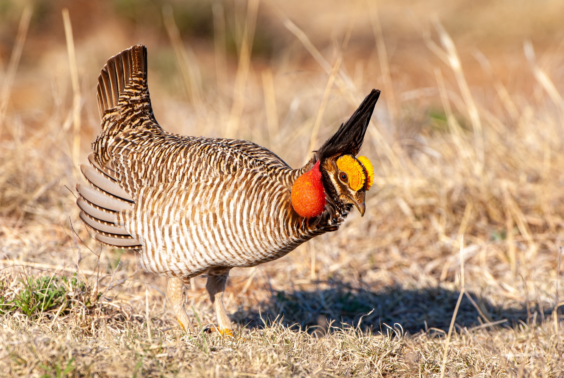 Trump officials are trying to yank this animal’s last shot at survival