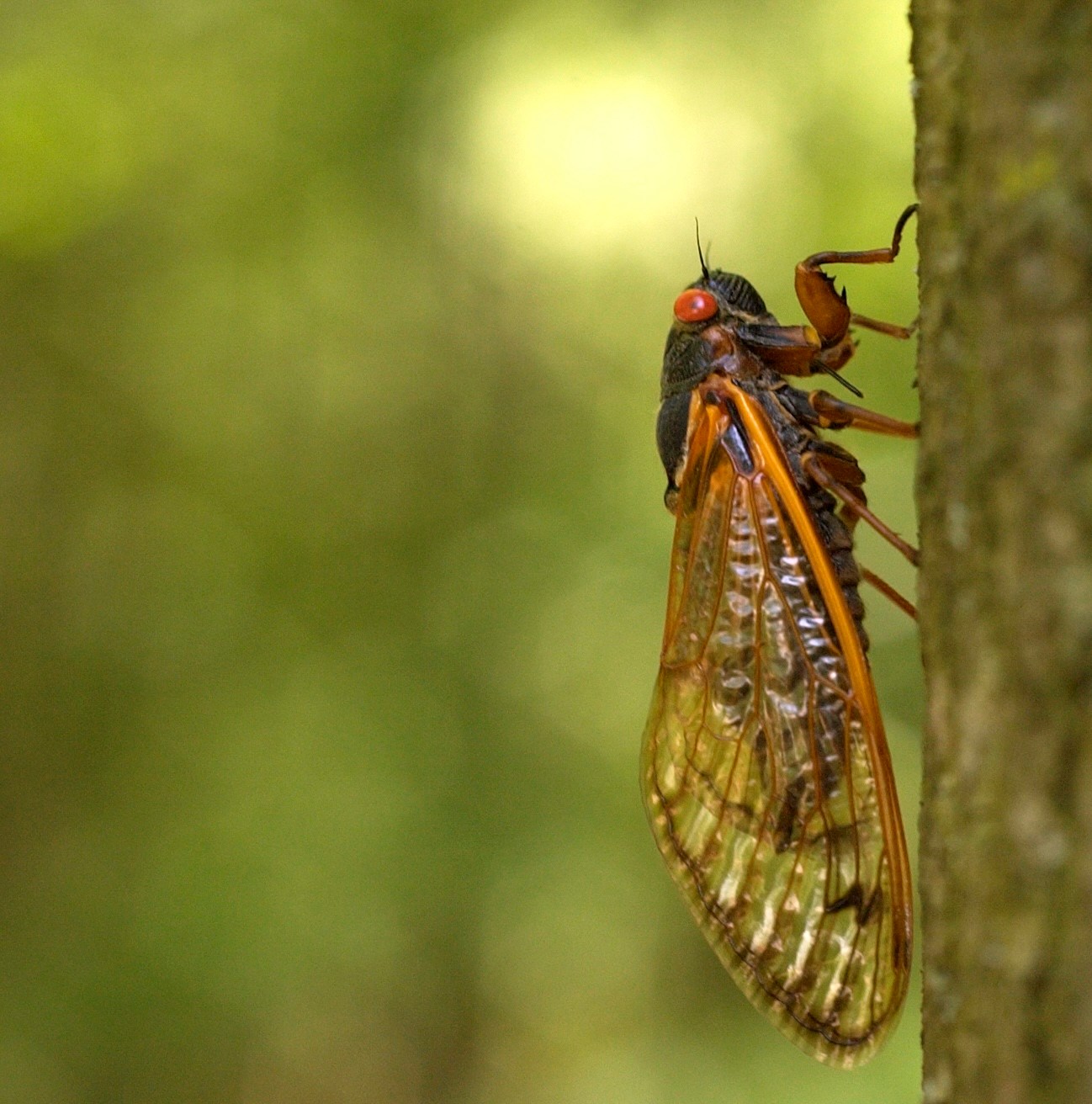 Where billions of cicadas are about to emerge, in one map