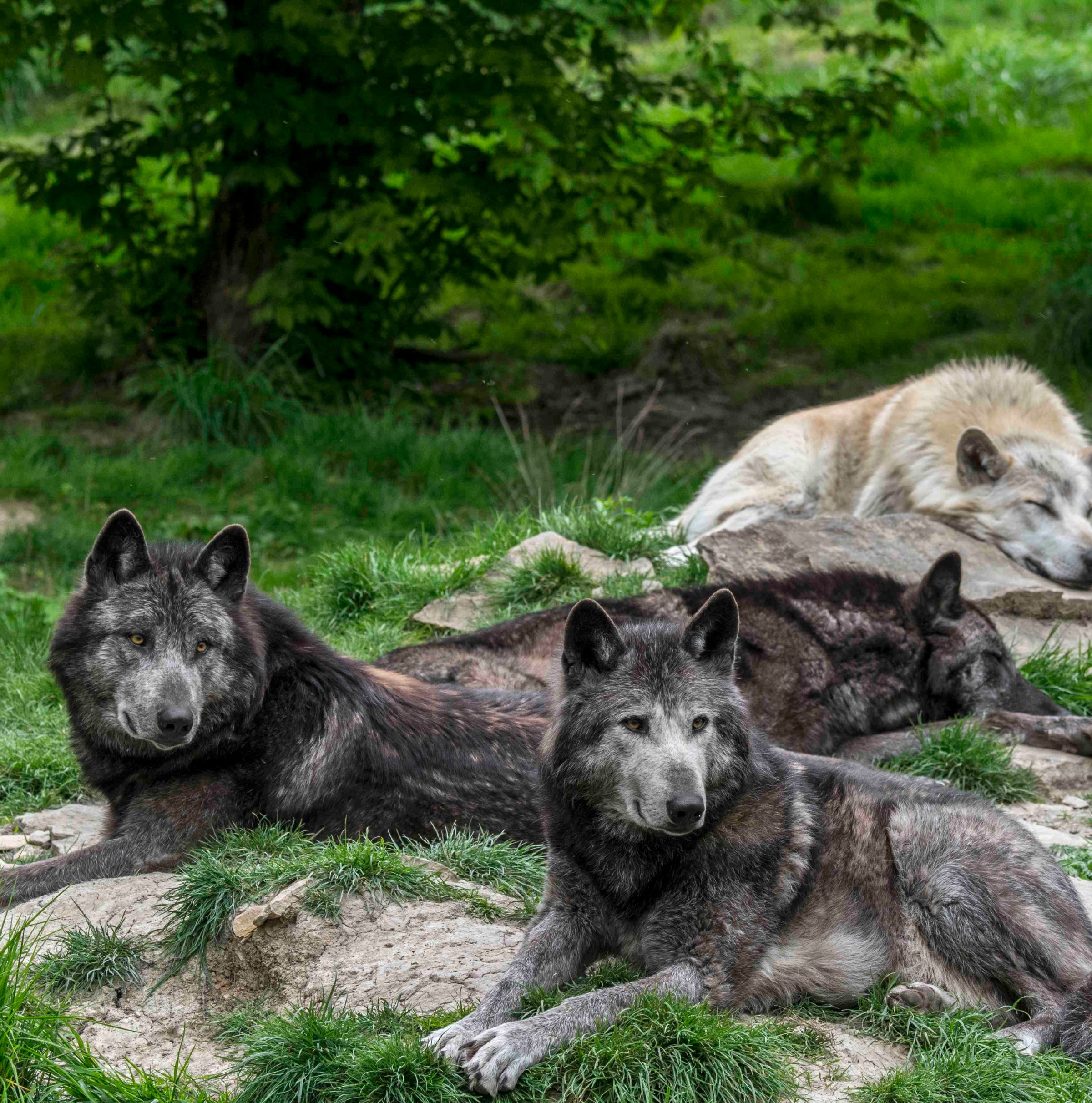 The US government’s war on wildlife, explained in 3 charts