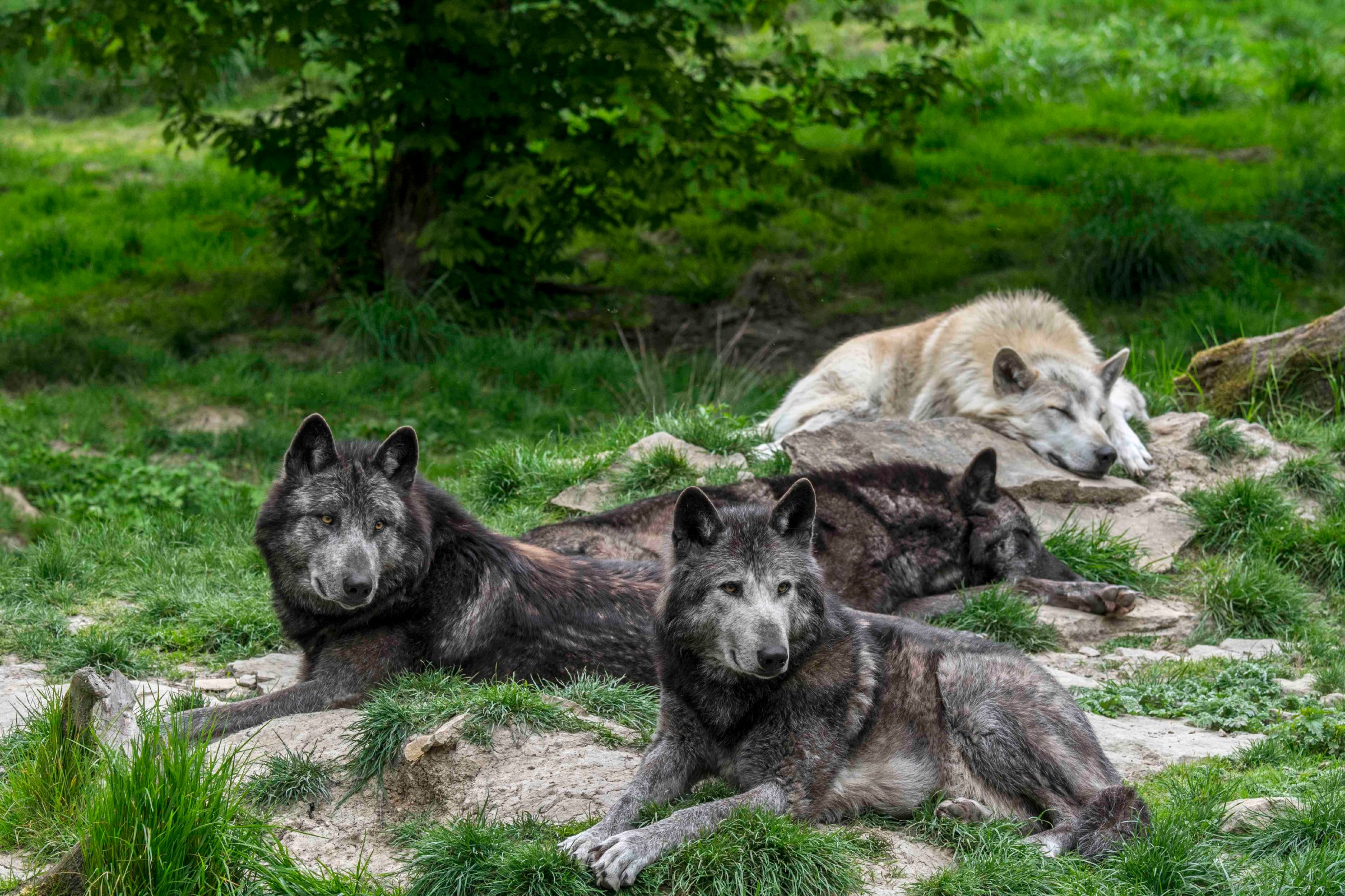 The US government’s war on wildlife, explained in 3 charts