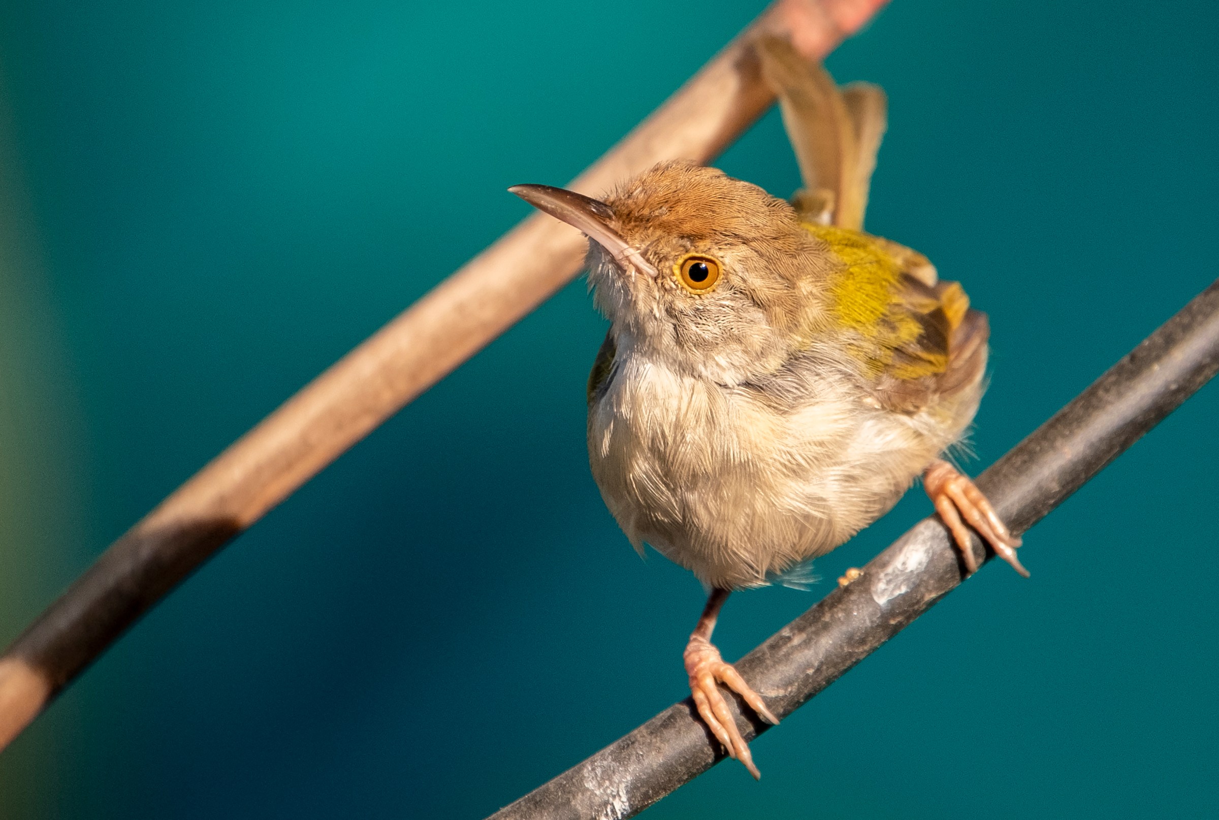 How does this bird know how to sew?