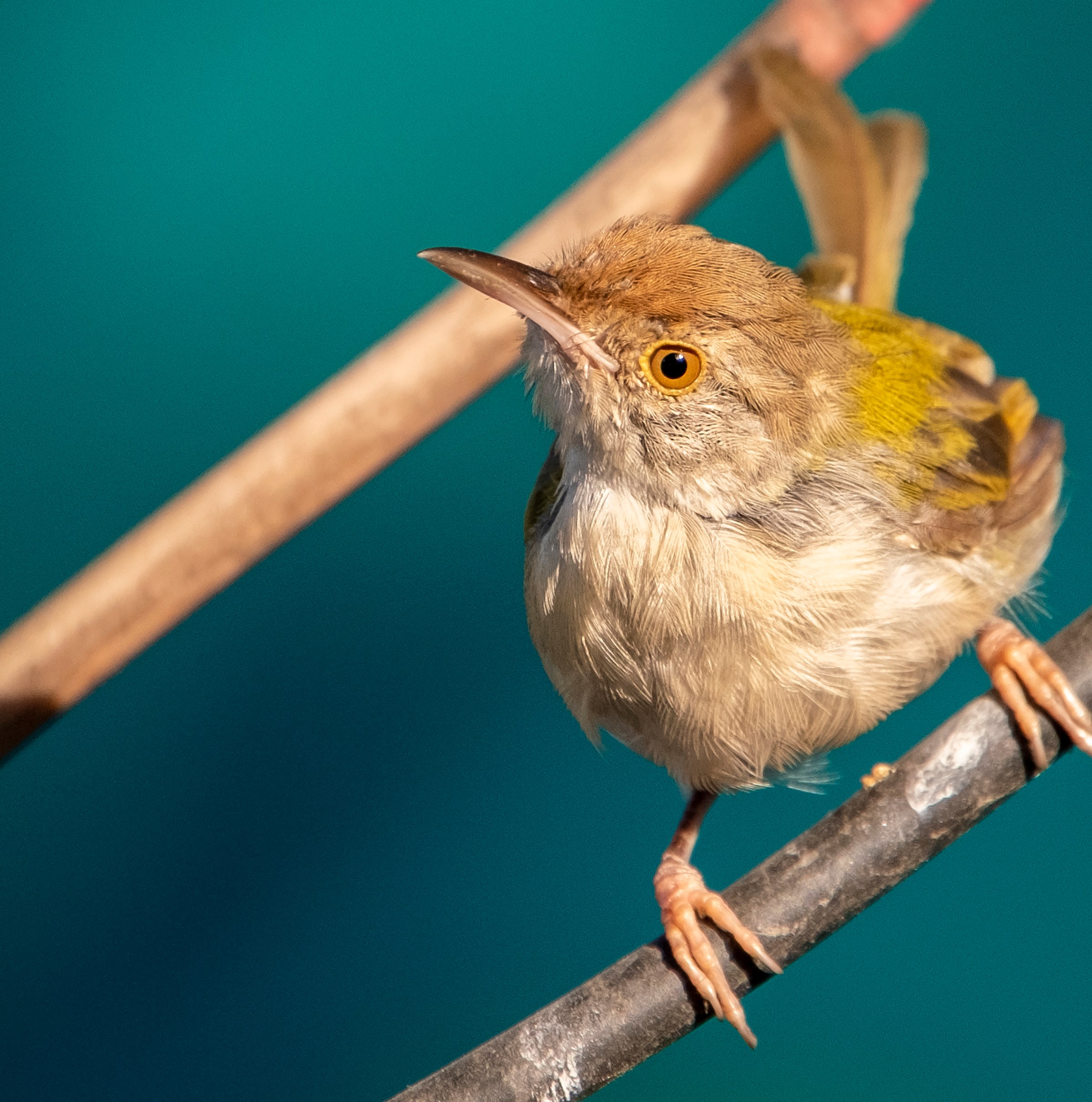 How does this bird know how to sew?