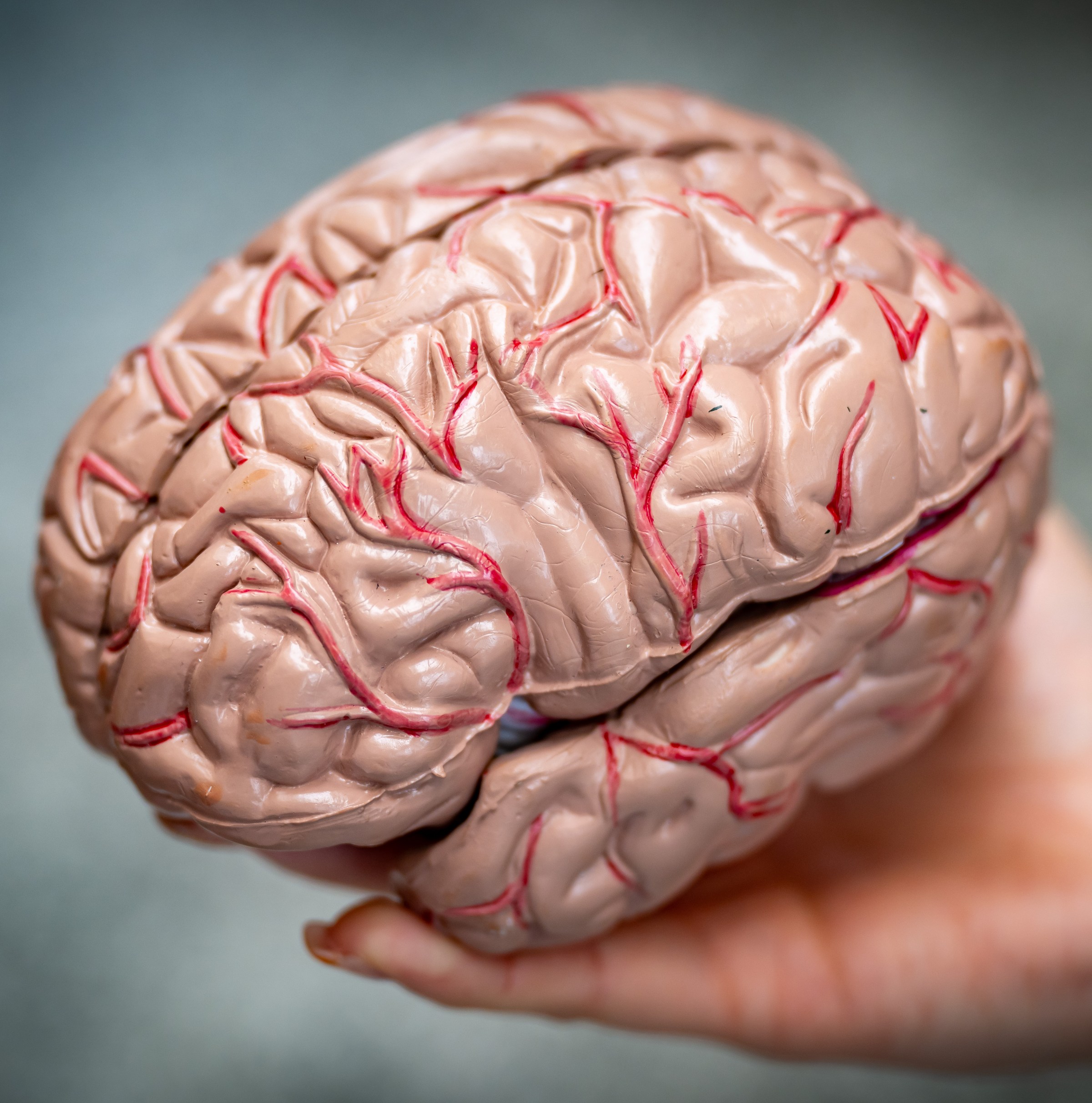 Is your brain your political destiny?