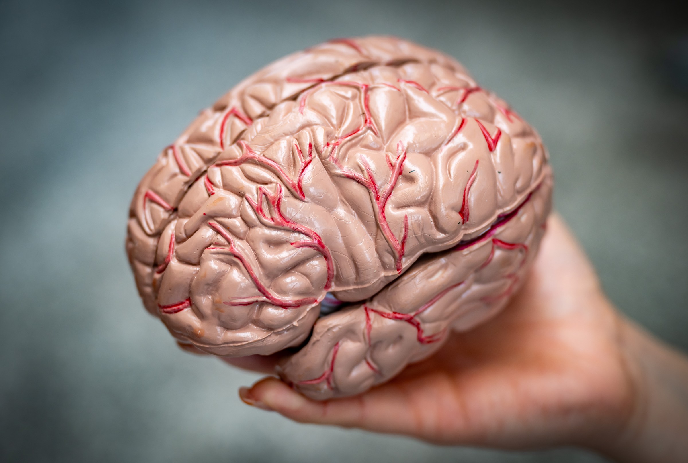 Is your brain your political destiny?