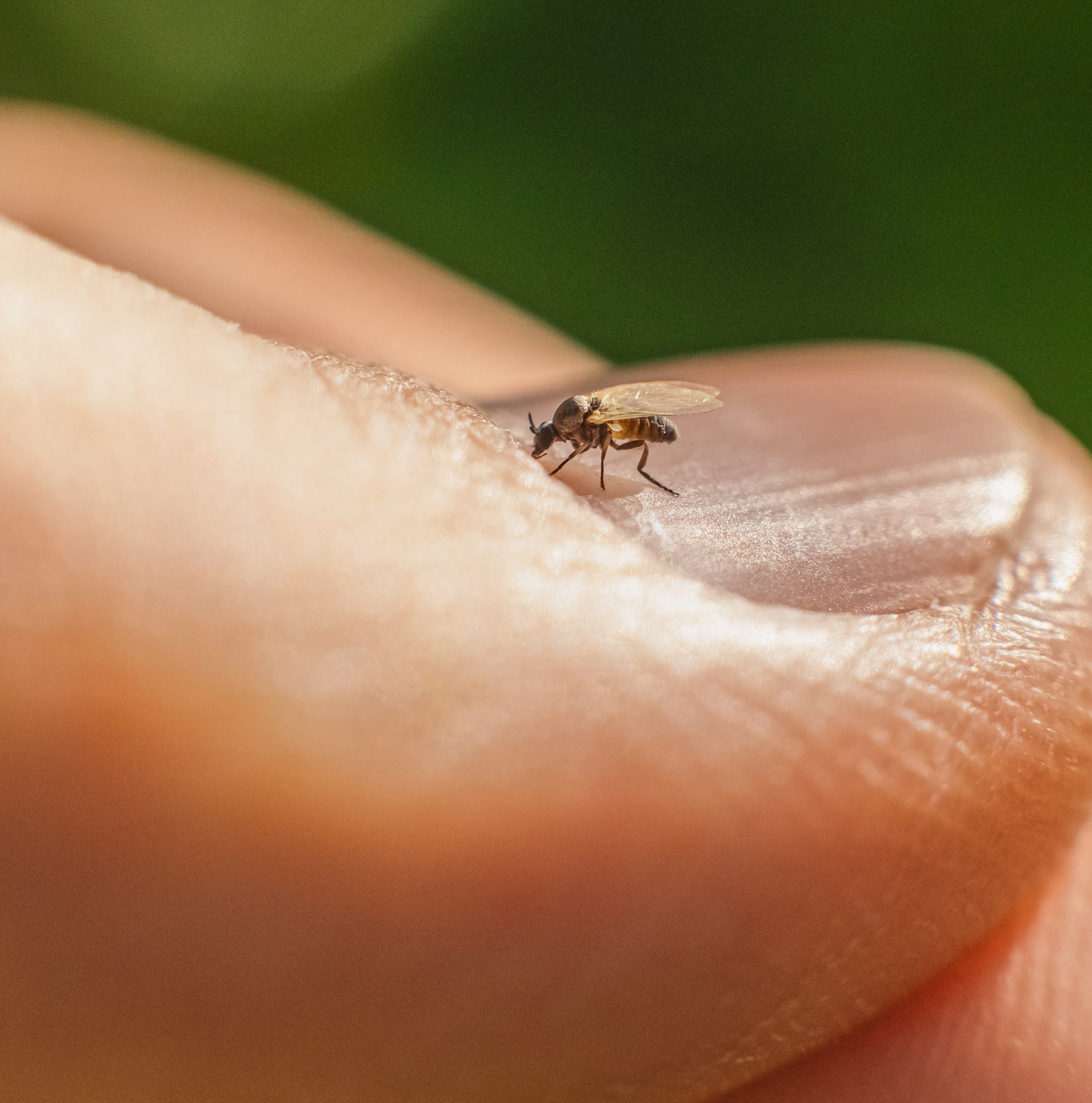 Meet the Oropouche virus. It may be visiting your city soon.