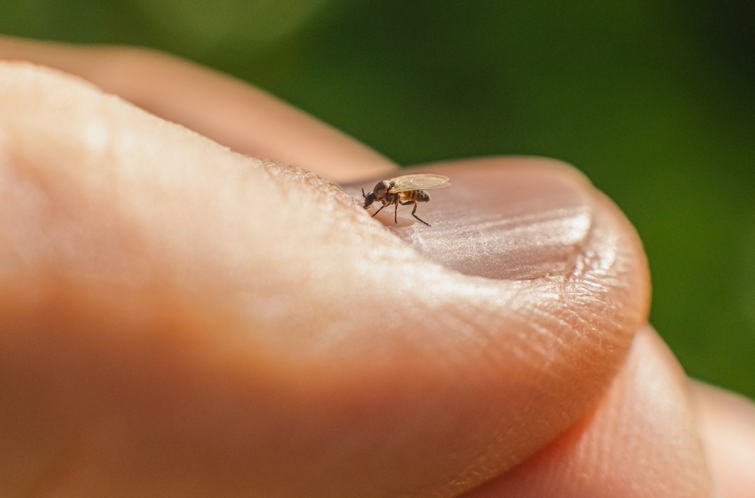 Meet the Oropouche virus. It may be visiting your city soon.