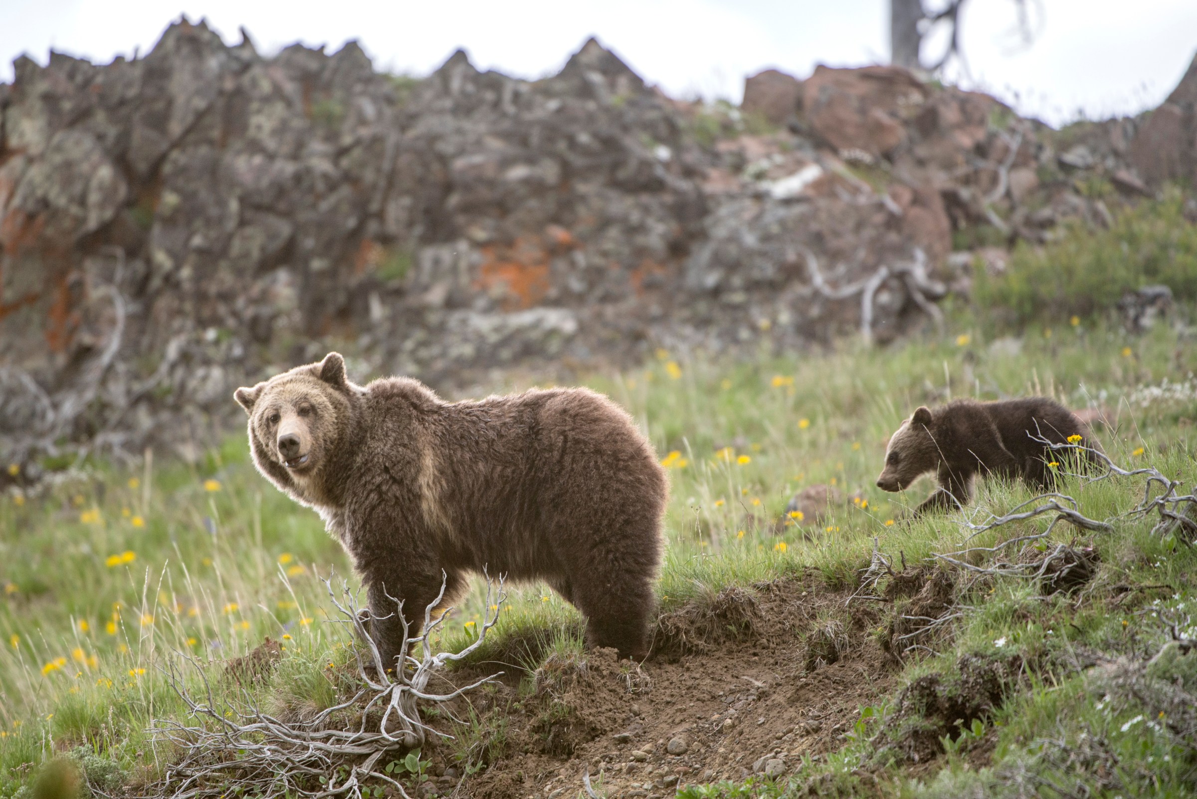 Cancel the grizzly bear