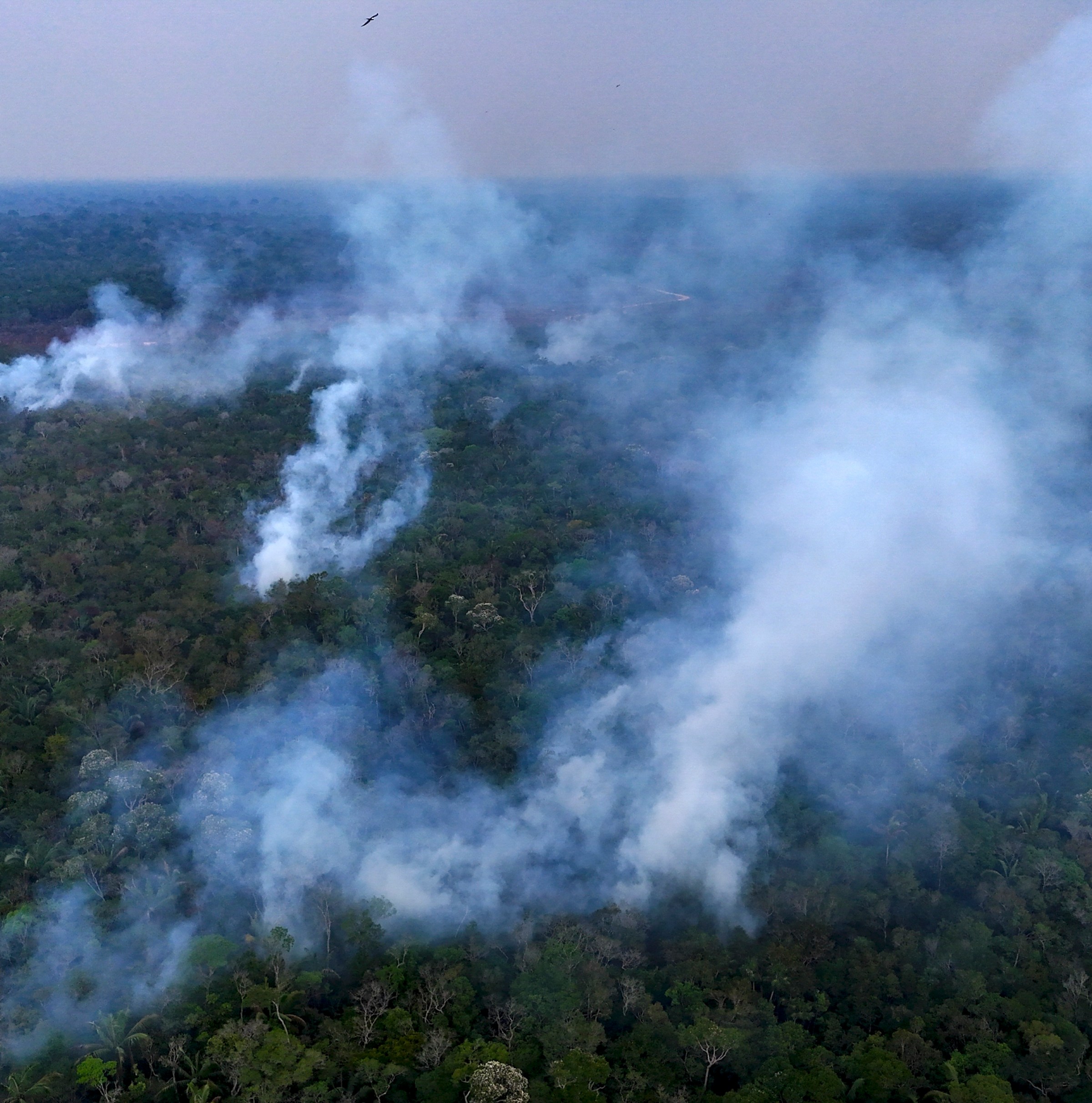 The failed promise to end deforestation, in one chart