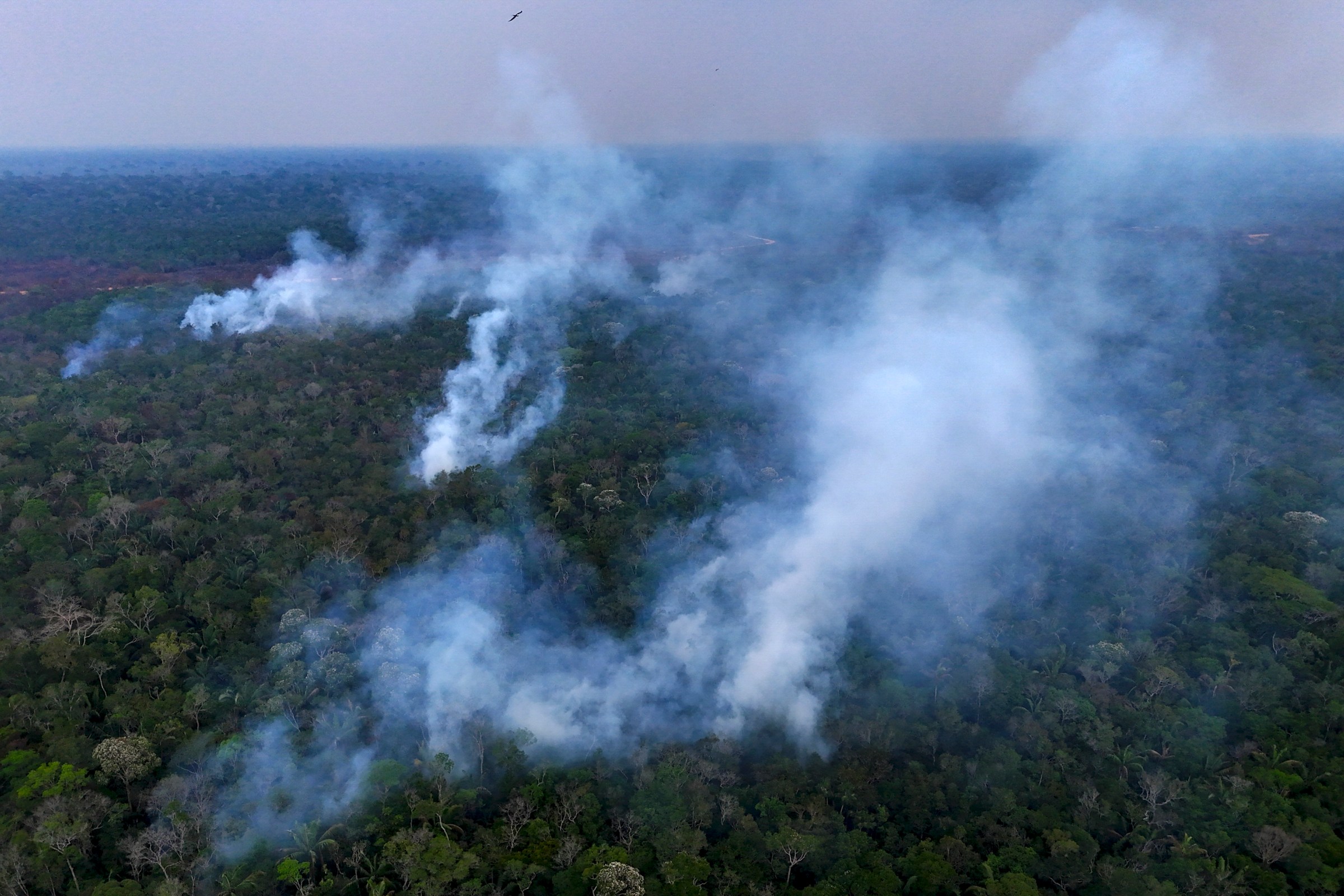 The failed promise to end deforestation, in one chart