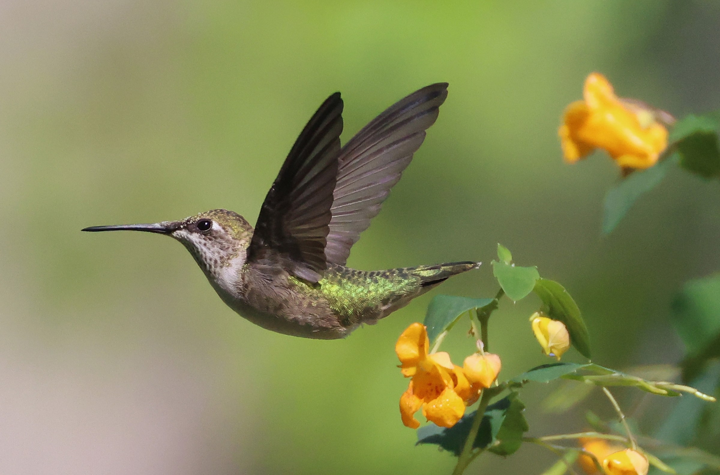 You might accidentally be killing hummingbirds