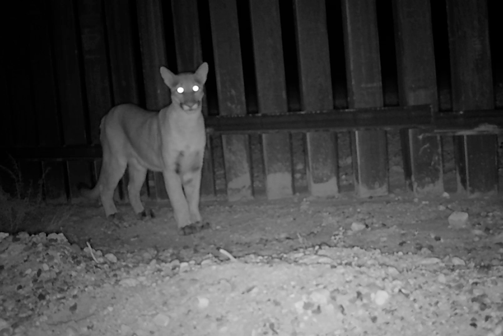 Scientists put motion cameras along the US-Mexico border to spy on wildlife. The footage is spectacular — and telling.