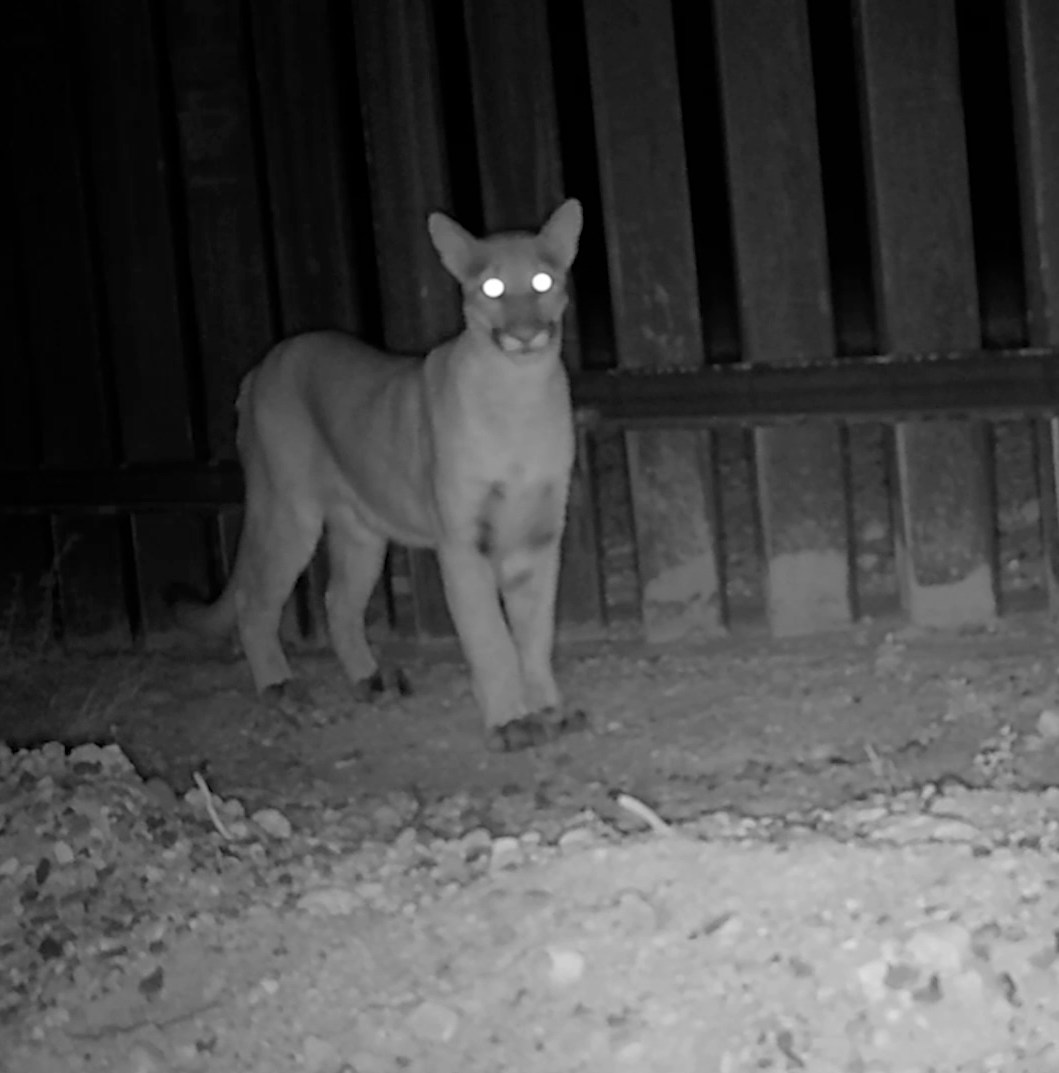 Scientists put motion cameras along the US-Mexico border to spy on wildlife. The footage is spectacular — and telling.