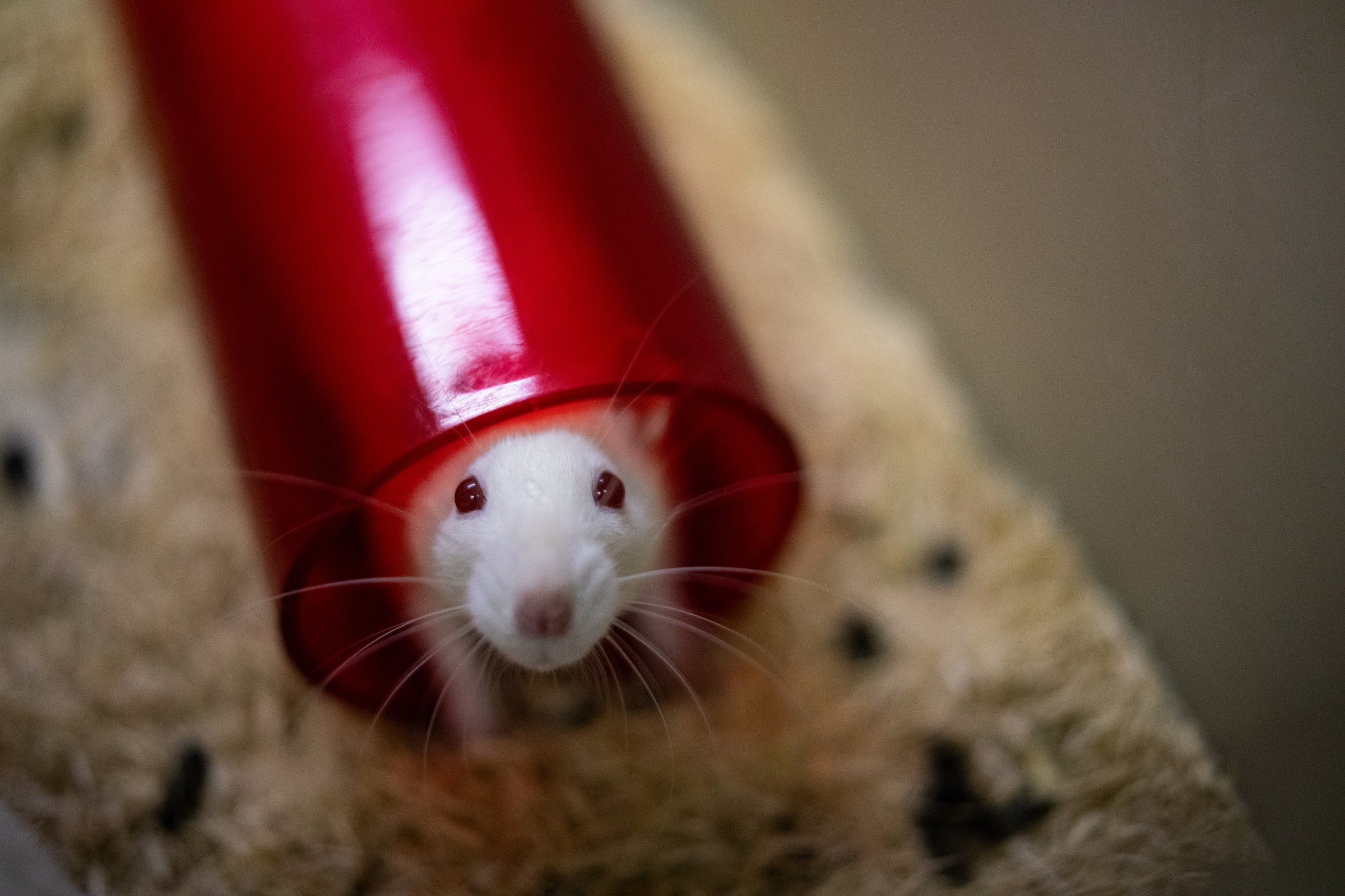The massive stakes of the Trump administration’s plans to end animal testing